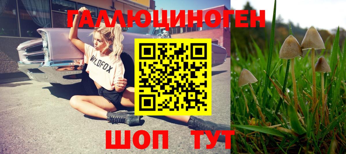 Псилоцибиновые грибы Psilocybe Норильск